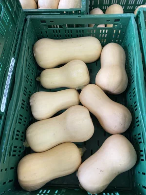 Productfoto Butternut / flespompoen