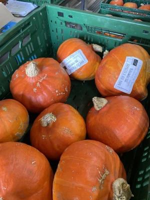 Productfoto Oranje pompoen