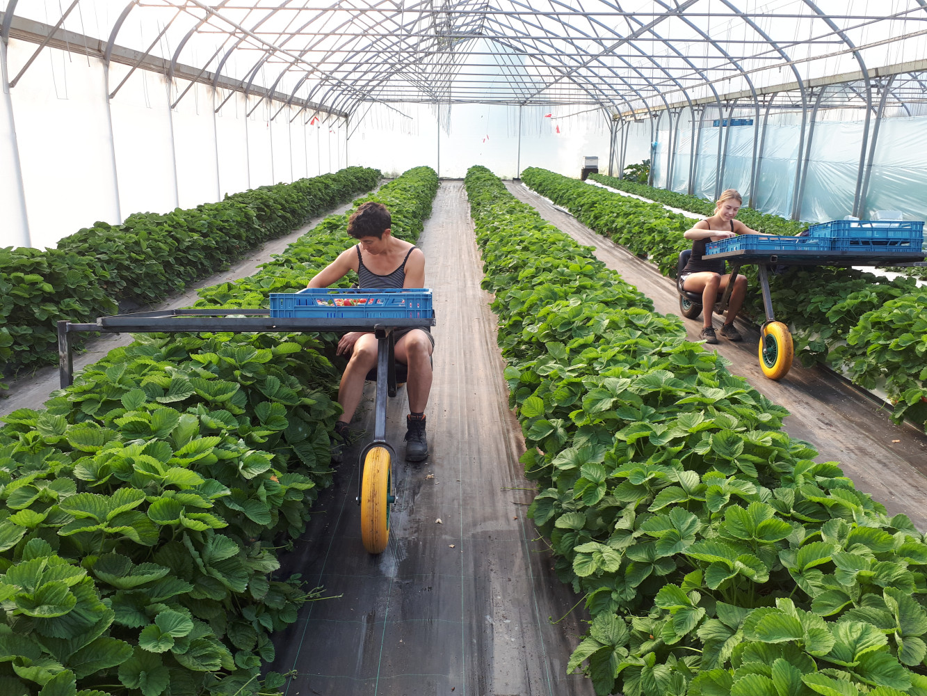 Hoofdafbeelding van Boerderij-automaat Beeren Groenteteelt