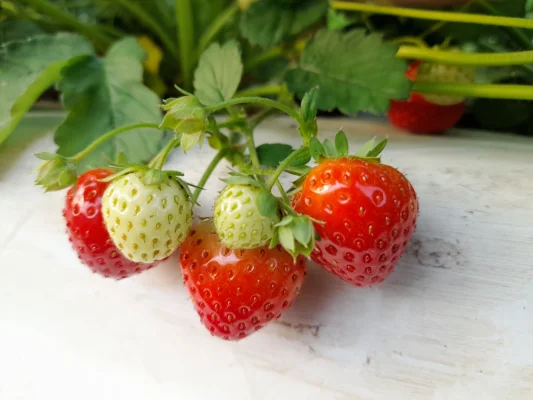 Productfoto Aardbeien