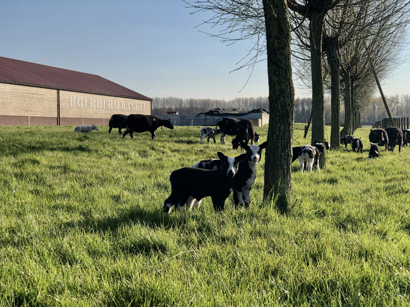 Welkom bij Kinderboerderij SKIP!