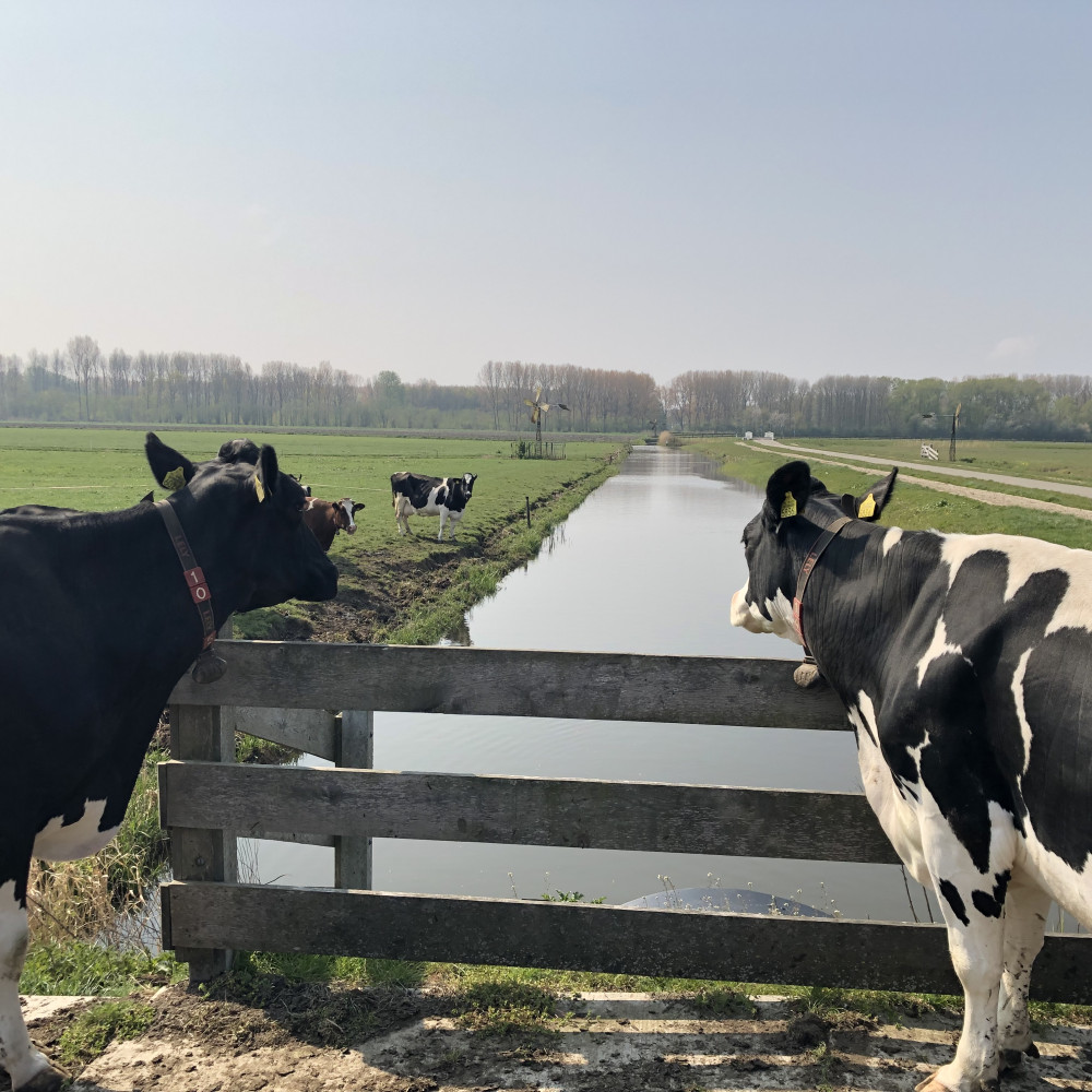 Buijtenplaets De Vlietwoning Naaldwijk