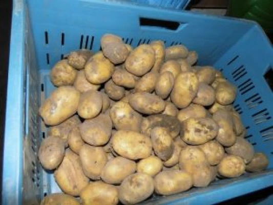 Productfoto Aardappelen