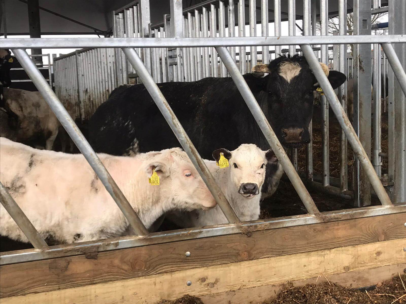 Hoofdafbeelding van Boerderijwinkel D'n Heerd