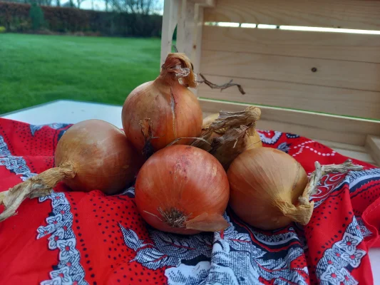 Productfoto Gele Uien