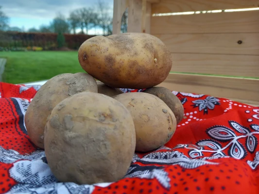 Productfoto Frieslanders