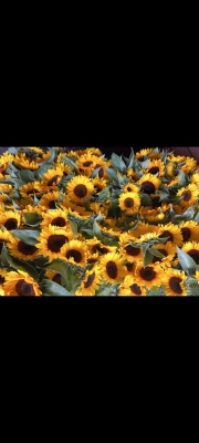 Productfoto Zonnebloemen