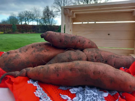 Productfoto Zoete Aardappel