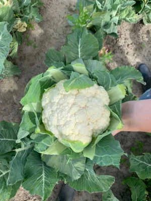 Productfoto Per stuk