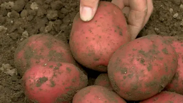 Productfoto Alouette aardappelen