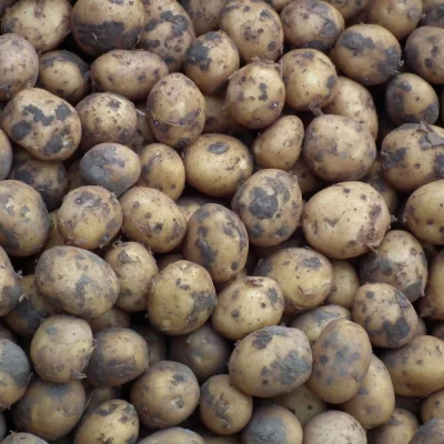 Productfoto Frieslander Krieltjes ongeschild 2,5 kilo