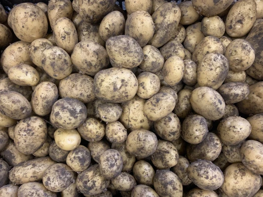 Productfoto Nieuwe Aardappelen