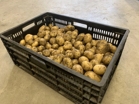 Productfoto Nieuwe Aardappelen