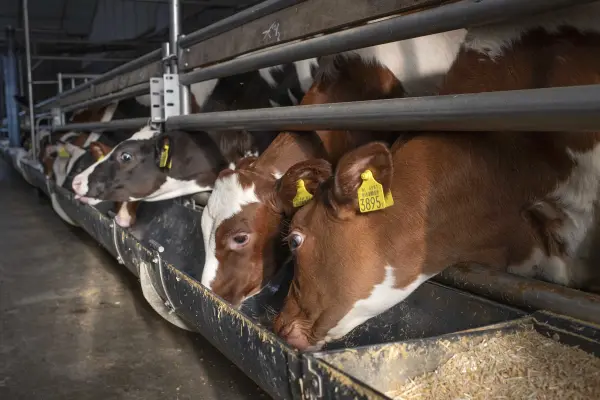 Afbeelding Boerderijwinkel Verberne