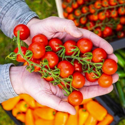 Productfoto Tomaten Cherry tros (Vitalientjes) ongeveer 380 gr.
