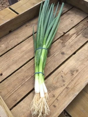 Productfoto Bosuitjes