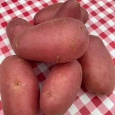 Productfoto Aardappels Roseval Krieltjes 500 gram