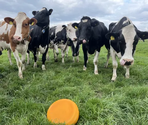 Afbeelding Boerenkaas automaat & melktap & boerderijwinkel