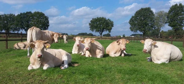 Afbeelding Boerenkeuken
