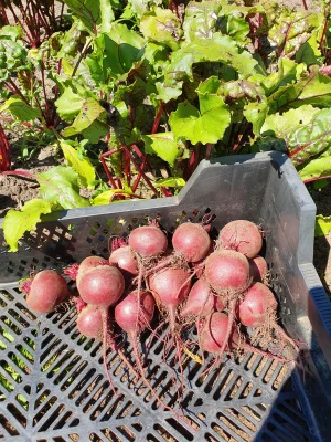 Productfoto Rode biet