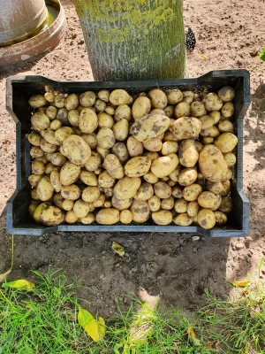 Productfoto Aardappelen