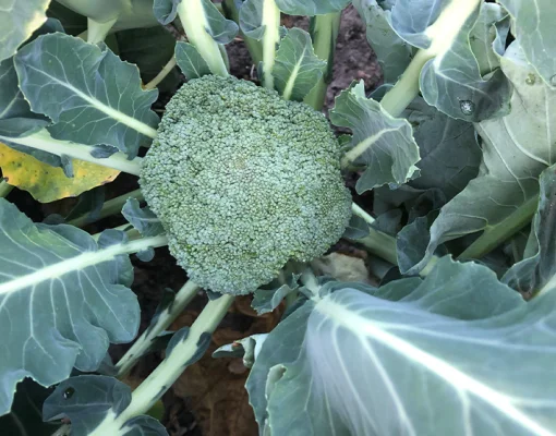 Productfoto Biologische groenten en aardappelen