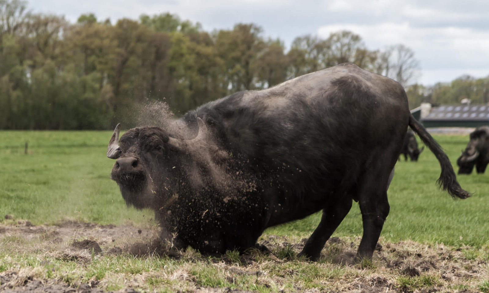 Hoofdafbeelding van Buffalo Farm Twente