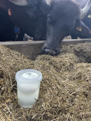 Productfoto 2 bollen mozzarella