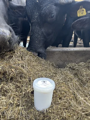 Productfoto Buffel yoghurt