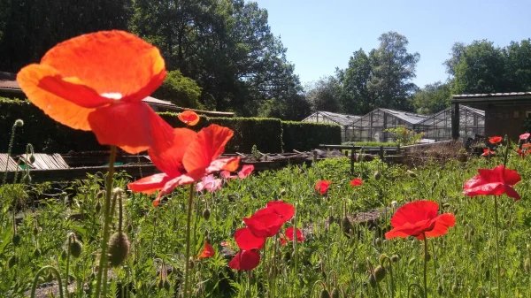 Afbeelding Buurderij de Bloementuin