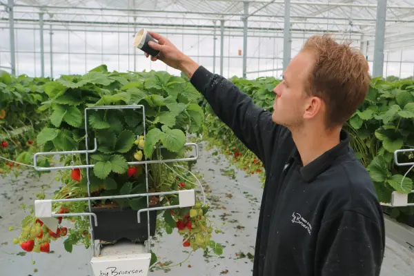 Productfoto 18 juni: Rondleiding incl. koffie en aardbeiengebak (13:30 - 15:00 uur)