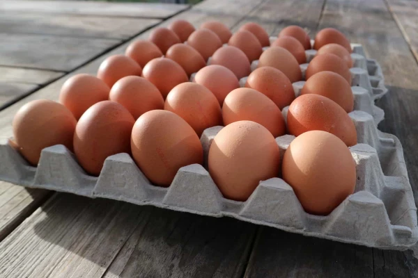 Productfoto ADOPTEER 1 KIP: 130 eieren (32,5 cent per ei)