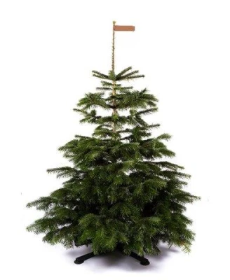 Productfoto Nordmann Kerstboom - PREMIUM - (125 cm - 150 cm)