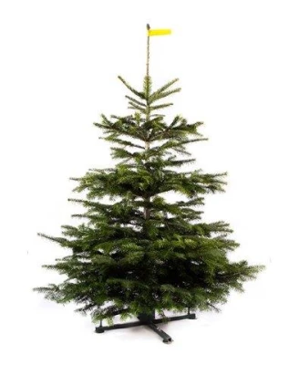Productfoto Nordmann Kerstboom - PREMIUM - (150 cm - 175 cm)
