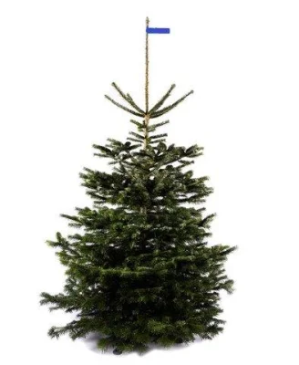 Productfoto Nordmann Kerstboom - PREMIUM - (175 cm - 200 cm)