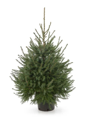 Productfoto Omorika Kerstboom - IN POT - PREMIUM - (125 cm - 150 cm)