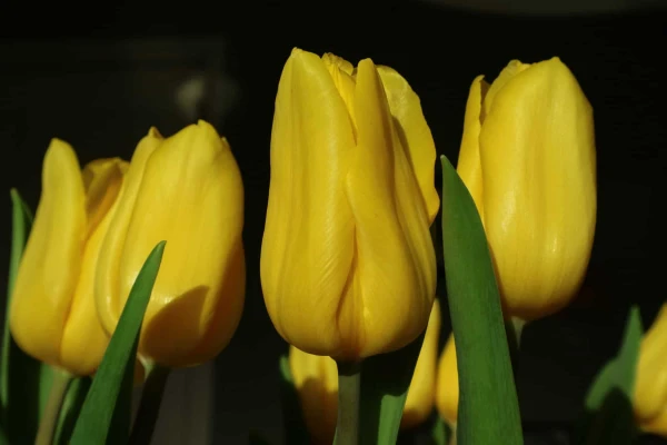 Productfoto Tulpen geel 20 stuks (Strong Gold)