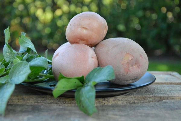 Productfoto Bildtstar aardappel 3 kilogram