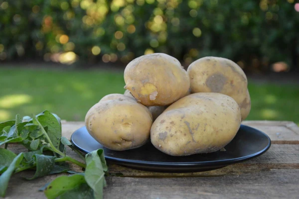 Productfoto Bintje aardappel 1 kilogram
