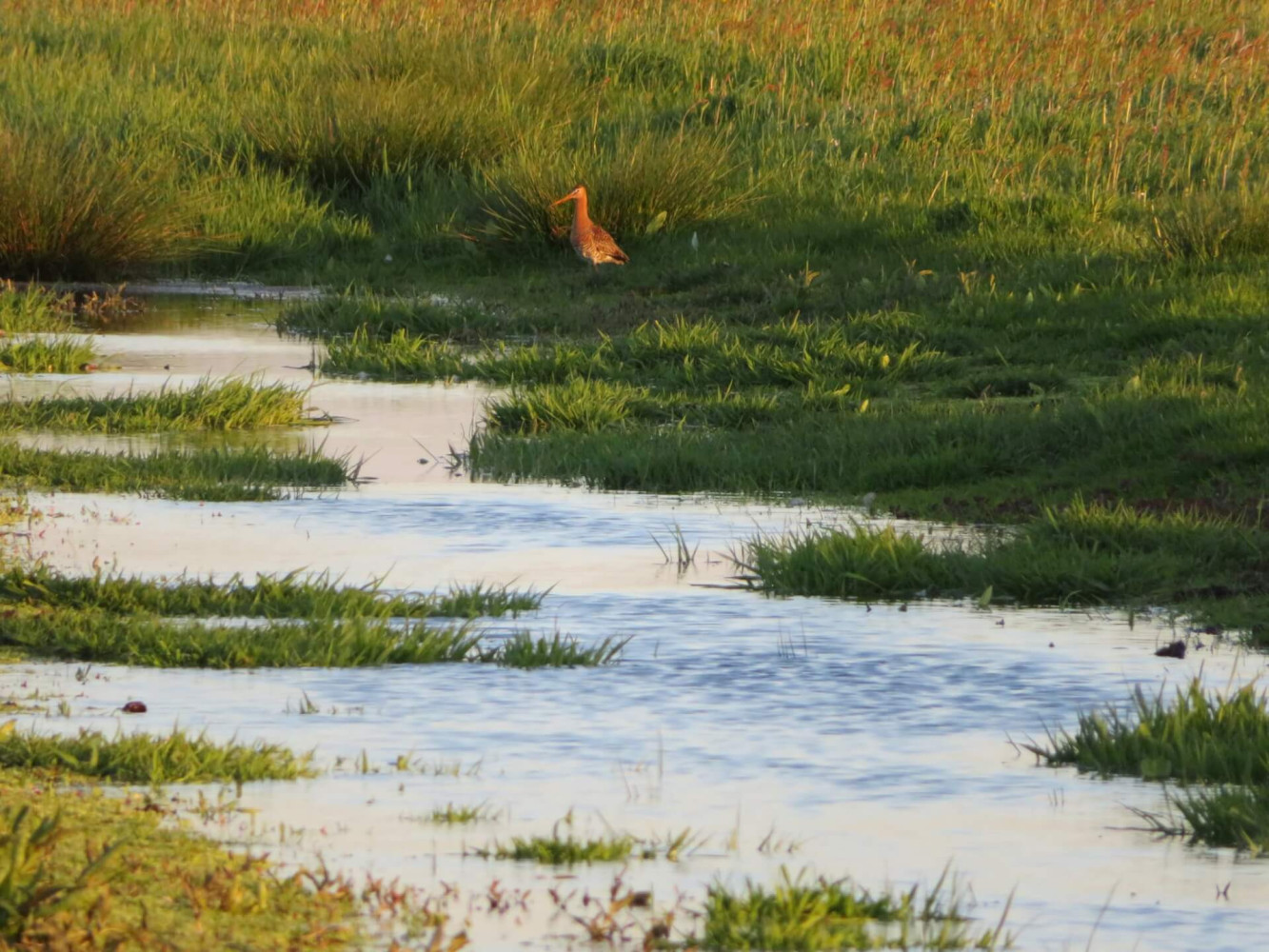 Hoofdafbeelding van De Drie Wedden