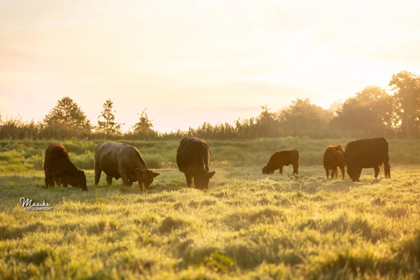 Afbeelding De groene hoeve