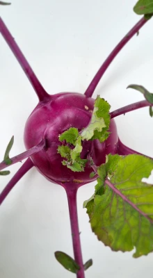 Productfoto Koolrabi