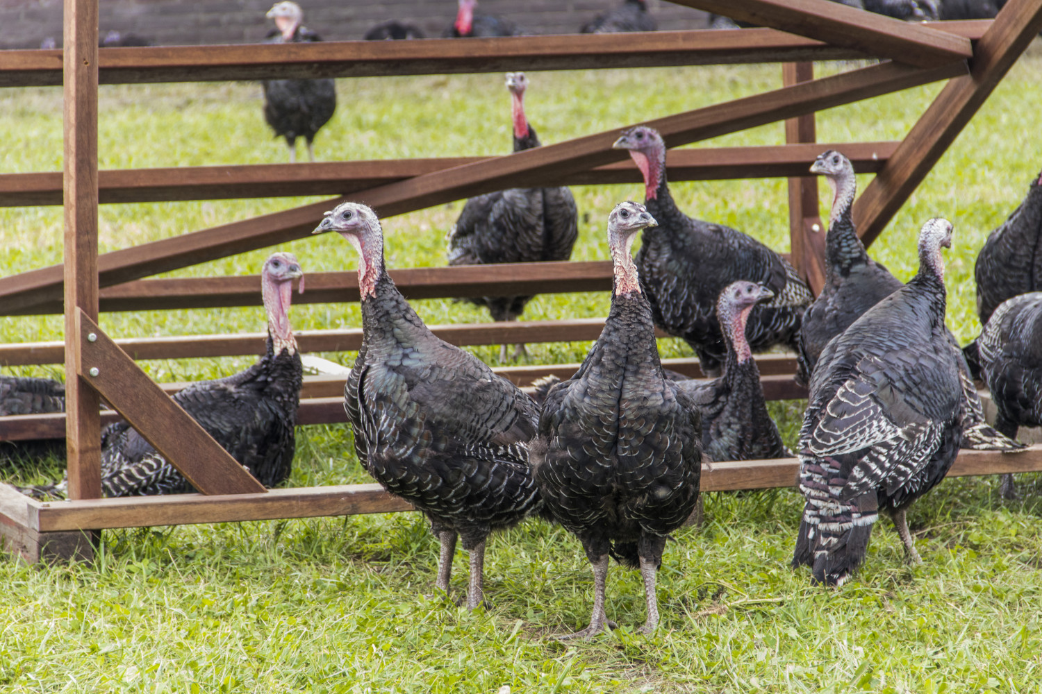 Hoofdafbeelding van De Sjroetefarm