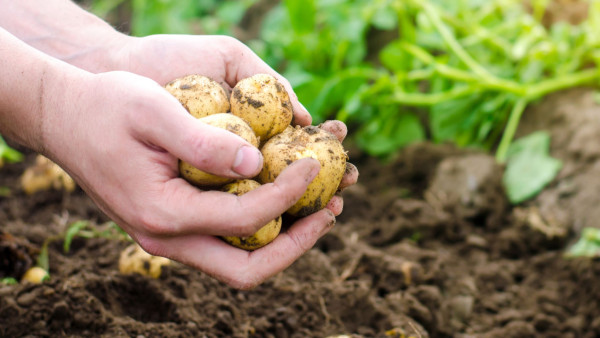 Afbeelding Douma Akkerbouw aardappelen