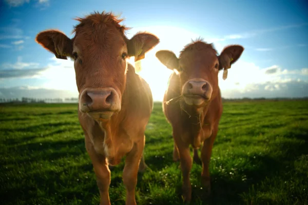 Productfoto Burgers 100 gram