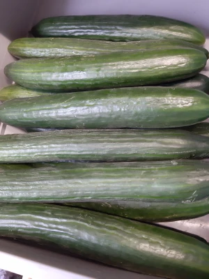 Productfoto Flakkeese komkommer