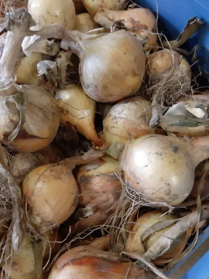 Productfoto Uien geel