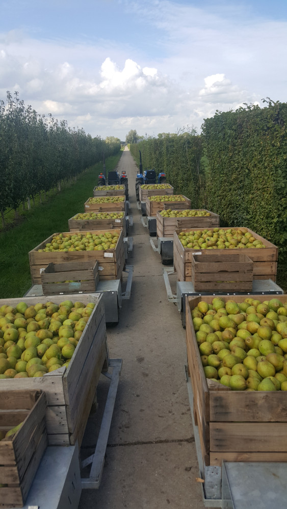 Hoofdafbeelding van Fruitbedrijf van Lint