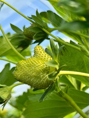 Afbeelding Aardbeien Kwekerij Bosch