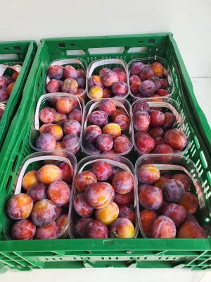 Productfoto Reine victoria